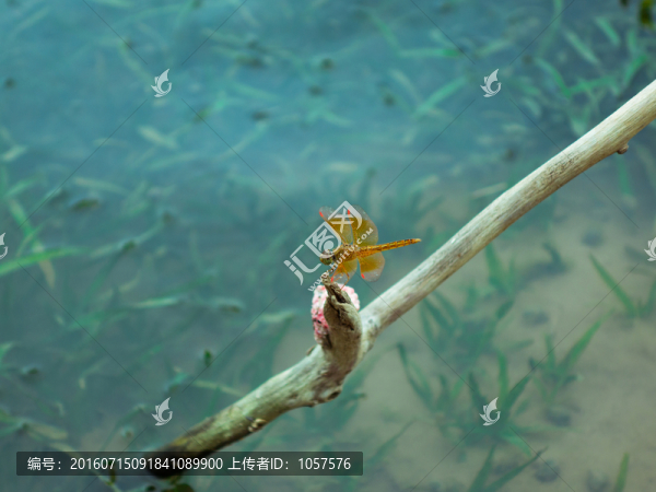 蜻蜓