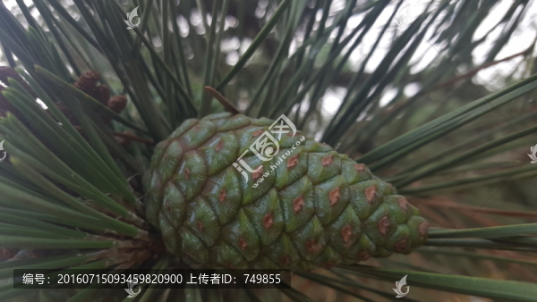 松球