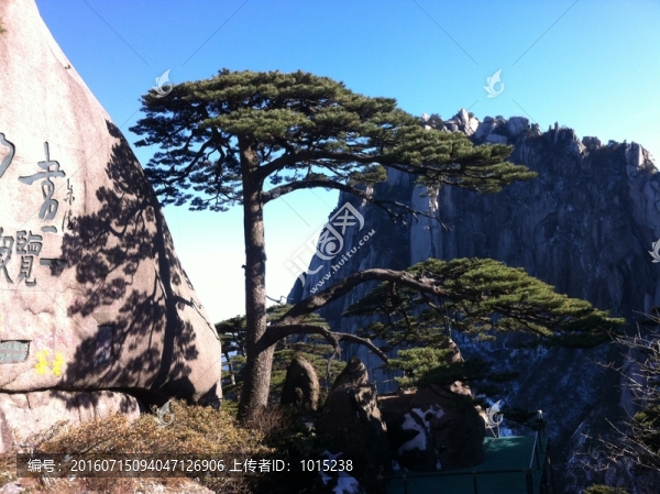 黃山迎客松