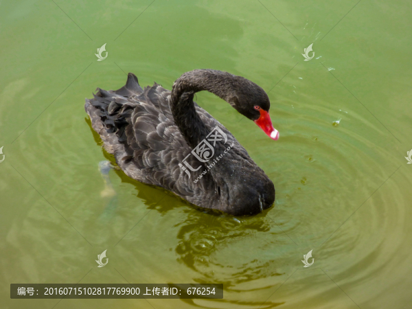 黑天鵝戲水