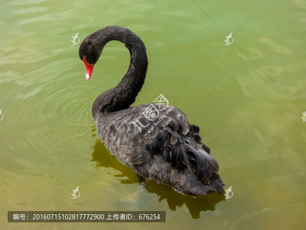 黑天鵝戲水