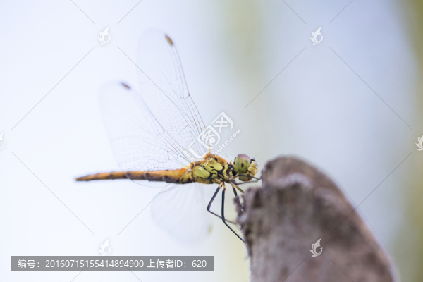 蜻蜓