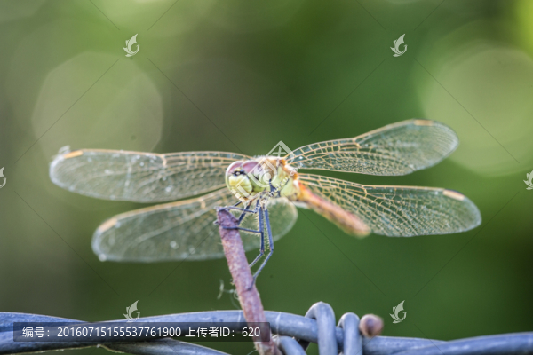 蜻蜓