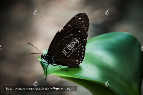 黑蝴蝶