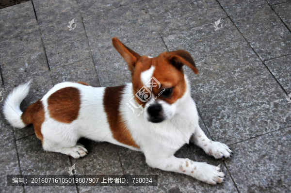 小狗