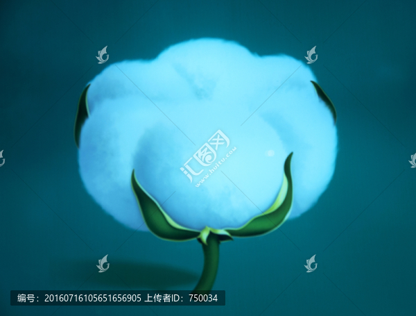 棉花