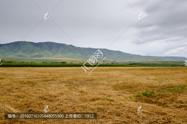 田野