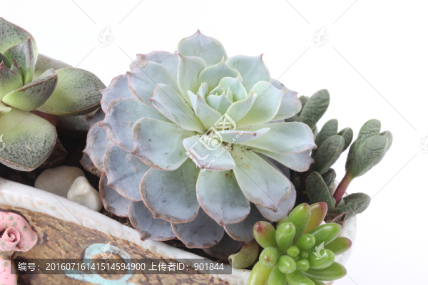 多肉植物皮氏石蓮