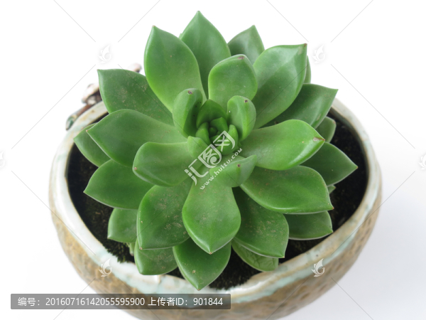 多肉植物青麗