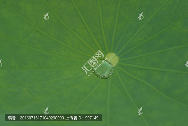 荷葉