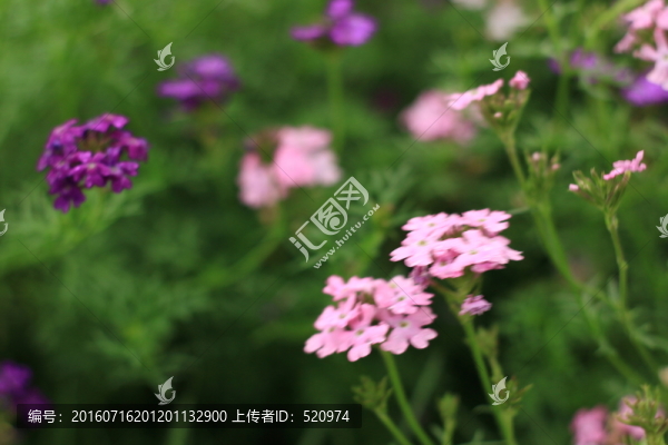 野花