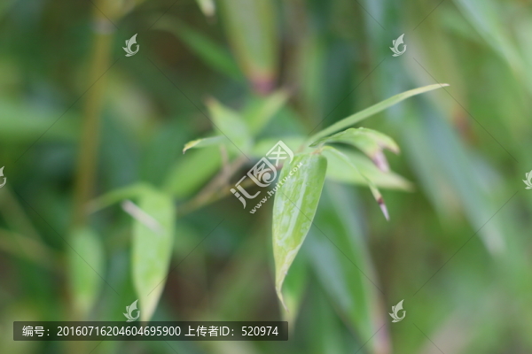竹葉