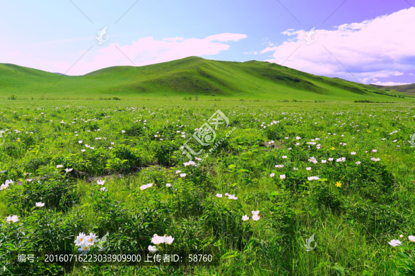 草原芍藥花花海