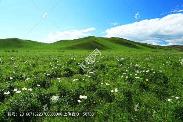 牧場(chǎng)山花