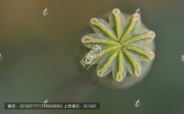 微距花草蟲