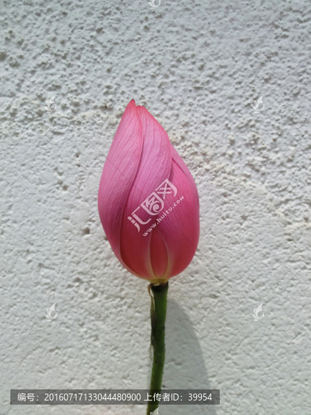 夏季荷花苞