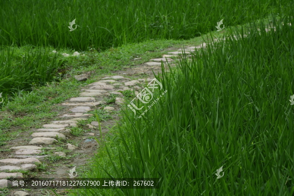 石子路