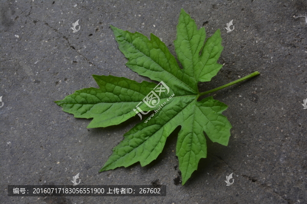 苦瓜葉