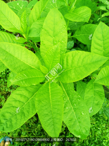 綠葉