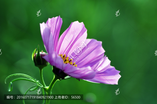 八瓣梅