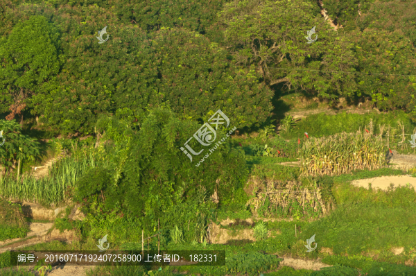 綠色植物風采