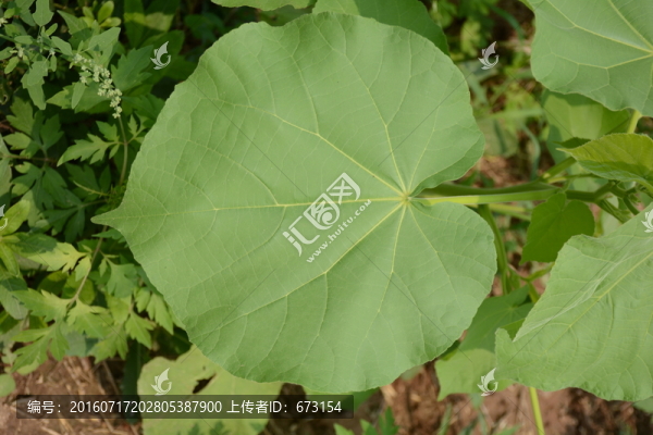 綠葉脈