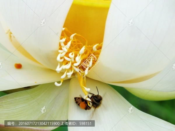 蜜蜂