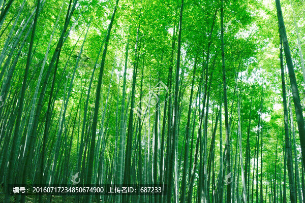 竹林,竹子