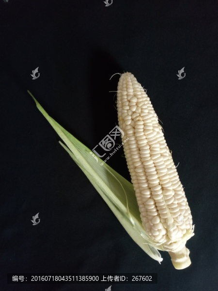 玉米