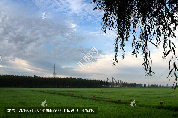 水稻,水稻田,秧苗,莊稼,農(nóng)田