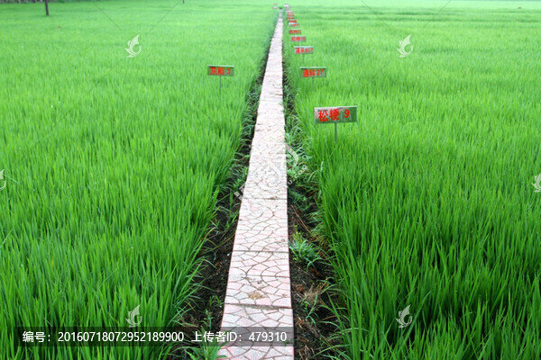 水稻,水稻田,秧苗,莊稼,農(nóng)田