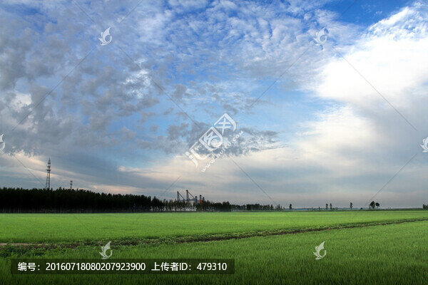 IMG水稻,水稻田,秧苗,莊稼