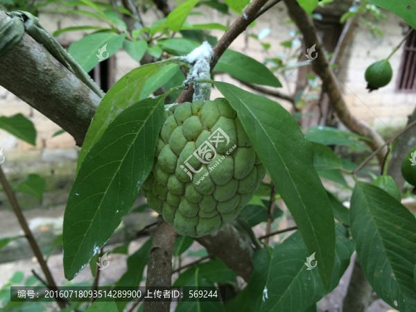 釋伽