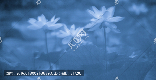 荷花