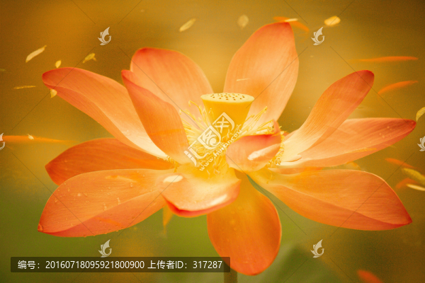 荷花