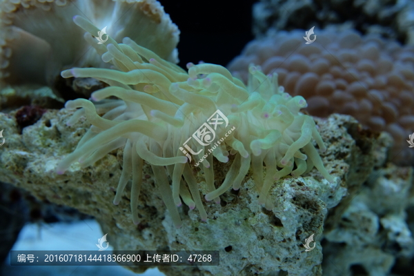 珊瑚,海膽,海藻,海底世界