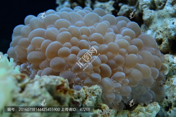 珊瑚,海膽,海藻,海底世界