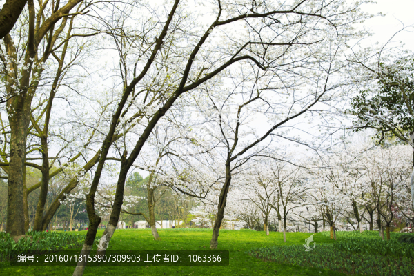 太子灣櫻花