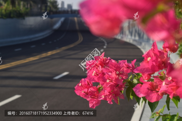 三角梅