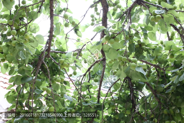 農(nóng)家小院里的杏樹