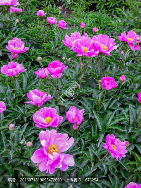 芍藥花叢