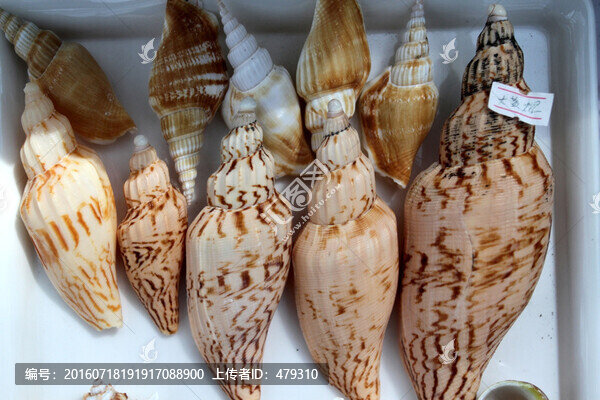貝殼,海螺,工藝品,裝飾品