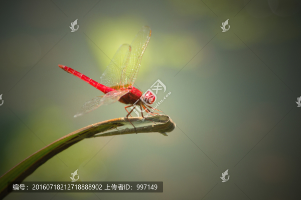 紅蜻蜓