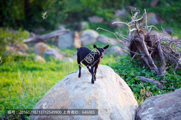 黑山羊