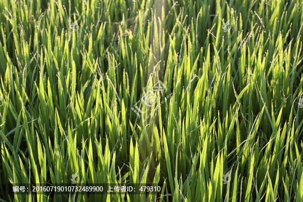 水稻,水稻田,秧苗,莊稼,農(nóng)田