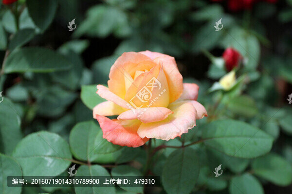花卉,植物園,月季,綠植,植物