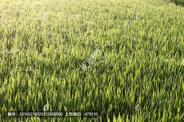 水稻,水稻田,秧苗,莊稼,農(nóng)田