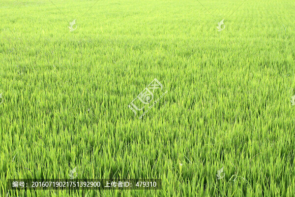 水稻,水稻田,秧苗,莊稼,農(nóng)田