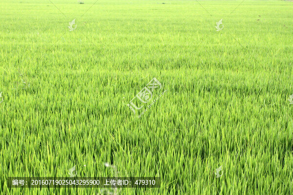 水稻,水稻田,秧苗,莊稼,農(nóng)田
