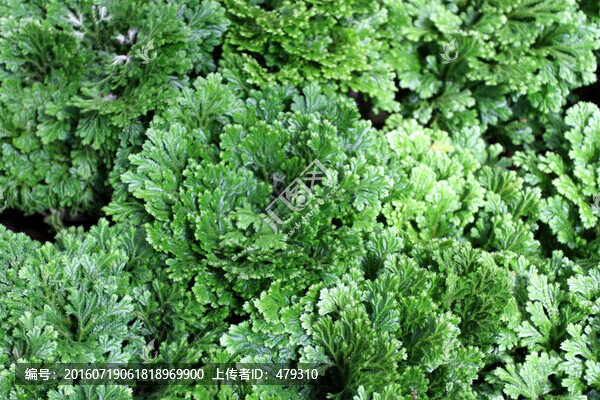 綠葉,植物墻,背景墻,綠植
